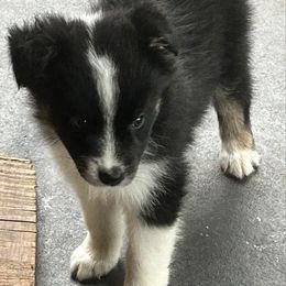 Yellow - Black tri-color female Australian Shepherd puppy in Butler, Georgia from Aussies at Howling Hill Farm