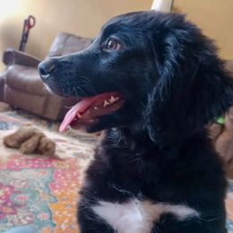 Beauty - Black and white Bernedoodle puppy in Woodland, Georgia from Bethel Doodle Ranch
