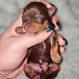 Teacup chocolate boy 1 - Liver male Yorkshire Terrier puppy in Thornville, Ohio from My precious yorkies