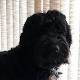 Noodle - Australian Labradoodle