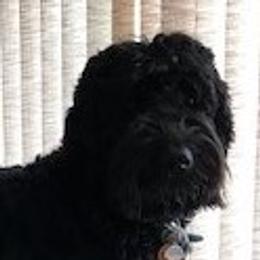 Noodle - Australian Labradoodle