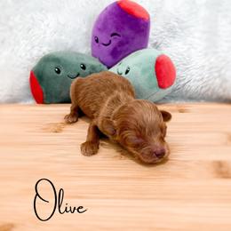 Olive - Red male Maltipoo puppy in Kula, Hawaii from Toy Poodle & Maltipoo Maui