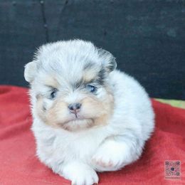 Pepper - Blue merle male Pomeranian puppy in Bremen, Indiana from AMS Pomeranians and Pomskies in Indiana