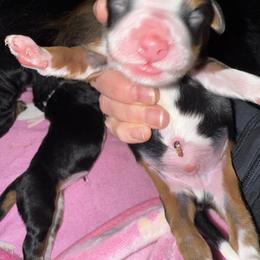Red - Tri-color male Bernedoodle puppy in Curtice, Ohio from The Pink Doghouse