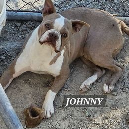 Johnny - Boston Terrier puppy from Benhams Bostons