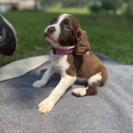 Brittany Puppies from Rocking L Farms