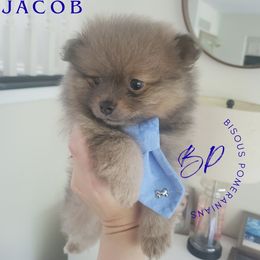 Jacob - Blue sable male Pomeranian puppy in Saint Charles, Missouri from Heartland Shepherds