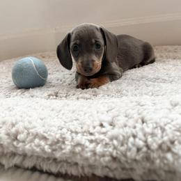 Hugh - Blue and tan male Dachshund puppy in San Diego, California from Enchantables
