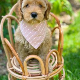 Australian Labradoodle Puppies from Pixie Doodle Paws