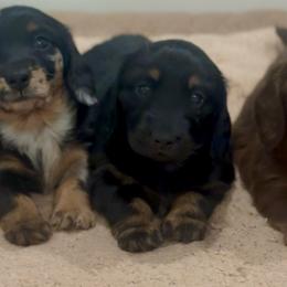 Girl 1 - Black and tan female Dachshund puppy in Lexington, Oklahoma from Strom Ranch