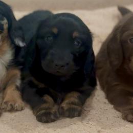 Girl 1 - Black and tan female Dachshund puppy in Lexington, Oklahoma from Strom Ranch