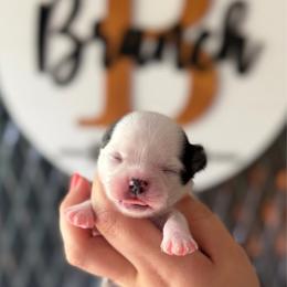 Petal - Black and white female Chihuahua puppy in Harrison, Michigan from Cloud9 Chihuahuas