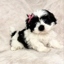 Lucy - Black and white female Shih Tzu puppy in California from Boodaboo Shih Tzu’s