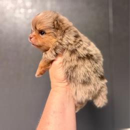 Hallie - Chocolate merle female Pomeranian puppy in Newport Beach, California from Exotic City Pomeranians and chihuahuas