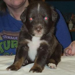 Gingerbread - Red tri-color male Australian Shepherd puppy in Washington from Arbor hill Australian Shepherds