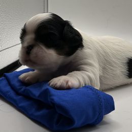 Enchanting Charlies Slow to Everything But Dinner - Black white and tan male English Toy Spaniel puppy in Pennsylvania from Enchanting Charlies