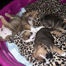 Bulldog Puppies from K&D Bulldogs