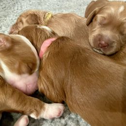 Australian Labradoodle Puppies from Iowa's Lake Park Labradoodles