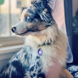 Dita - Miniature Australian Shepherd