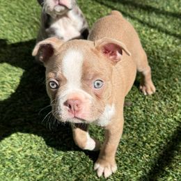 Adia - Lilac male Boston Terrier puppy in Monroe, Washington from Nordkyn Boston Terriers