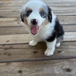 Blue Merle Female - Blue merle female Miniature Australian Shepherd puppy in Canton, Texas from M&M Aussies