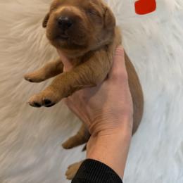 Red collar - Dark golden male Golden Retriever puppy in Turtlepoint, Pennsylvania from Allegheny River Retrievers