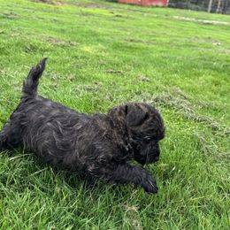 Cairn Terrier Puppies from Northwest Cairn Terriers