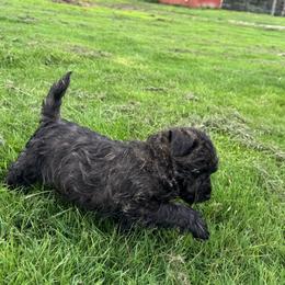 Cairn Terrier Puppies from Northwest Cairn Terriers
