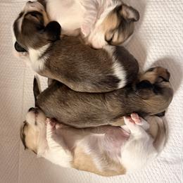 Dachshund Puppies from Dianna Eaves