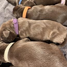 Dark Purple Girl - Chocolate female Labrador Retriever puppy in Rock Hill, South Carolina from North Star Retrievers