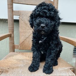 Goldendoodles from Sweet Joy Doodles