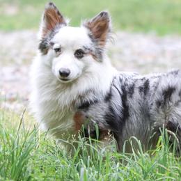 Blix - American Corgi