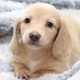 Brooks - Cream male Dachshund puppy in Cypress, Texas from Cypress Dachshunds