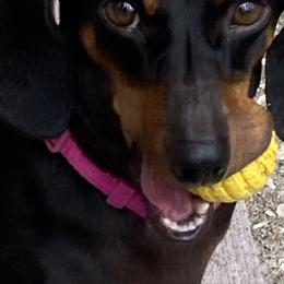 Lizzi - Dachshund