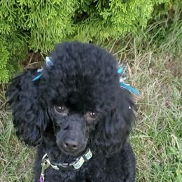 Goldendoodle and Yorkipoo All Grown Up from Annette Patterson