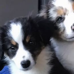 Australian Shepherd Puppies from Oak Tree Aussie Farms