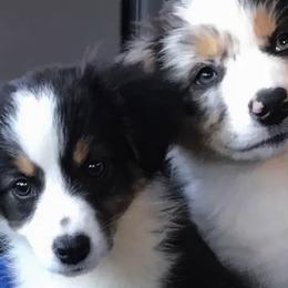 Australian Shepherd Puppies from Oak Tree Aussie Farms