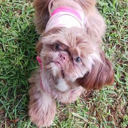 Maple - Shih Tzu