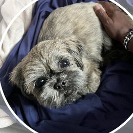 Beans - Shih Tzu