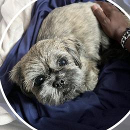 Beans - Shih Tzu