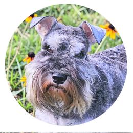 Secret - Miniature Schnauzer