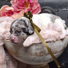 Milo - Merle male Springerdoodle puppy in Fargo, North Dakota from Dakota SpringerDoodles