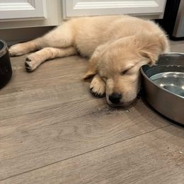 Golden Retriever Puppies from Apple Country Retrievers