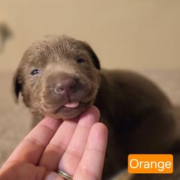 Orange - Chocolate male Labrador Retriever puppy in Anderson, Texas from TLS Retrievers
