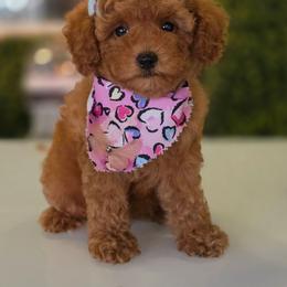 Kelly - Red female Maltipoo puppy in San Diego, California from Maltipoos SD