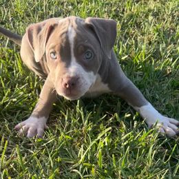 American Bully Puppies from King Bane's Bullies