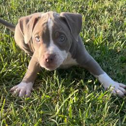 American Bully Puppies from King Bane's Bullies