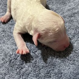 Aussiedoodle Puppies from Creek Bend Farm