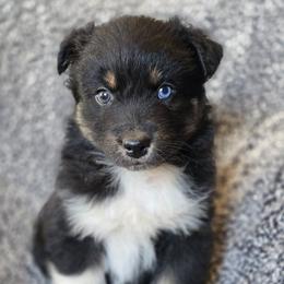 Boy 4 - Black tri-color male Australian Shepherd puppy in New Tazewell, Tennessee from D&D Australian Shepherds