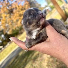 True Blue - Blue male Pomeranian puppy in Knoxville, Tennessee from Posh Parti Poms